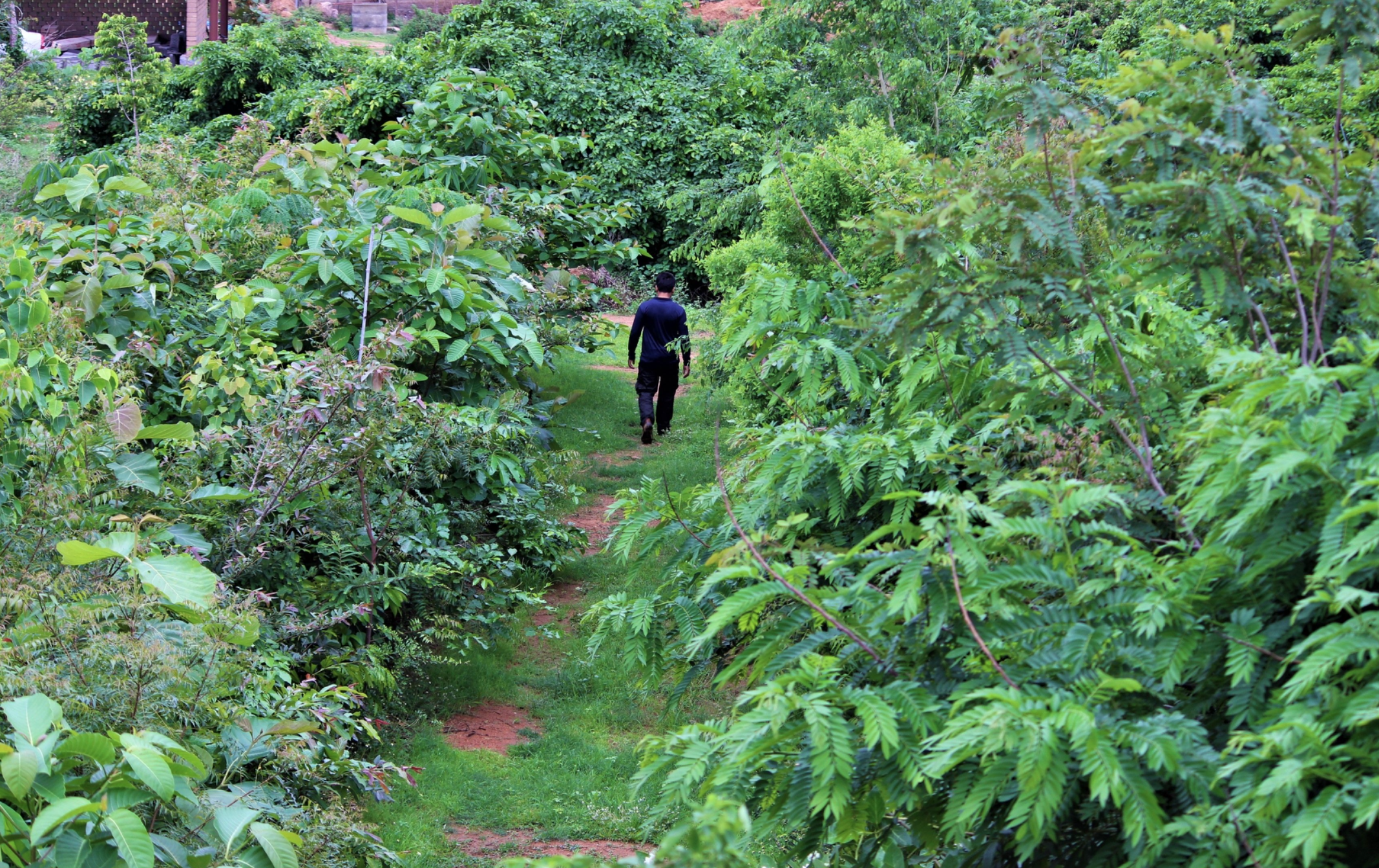 Featured image for “Tiny Forest, Mighty Impact: What on Earth Is a Miyawaki Forest?”